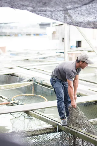 马来西亚，kukup，水，农场，渔场，捕鱼，鱼类，捕捞