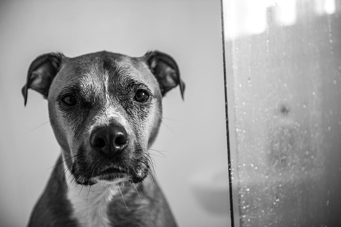 美国比特斗牛犬的单色照片