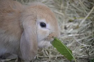 矮兔子，棕色，松软的耳朵，食物，动物主题，一种动物，动物，哺乳动物