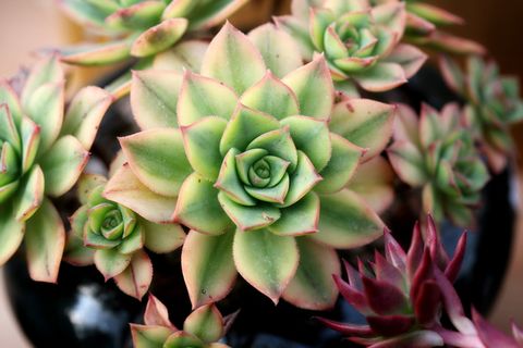 杂色肉质植物,一种肉质植物,肉质于此,仙人掌,花园,花卉,植物,花园 杂色肉质植物,一种肉质植物,肉质于此,仙人掌,花园,花卉,植物,花园