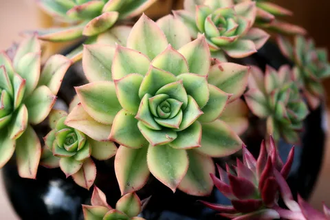 杂色肉质植物,一种肉质植物,肉质于此,仙人掌,花园,花卉,植物,花园 杂色肉质植物,一种肉质植物,肉质于此,仙人掌,花园,花卉,植物,花园