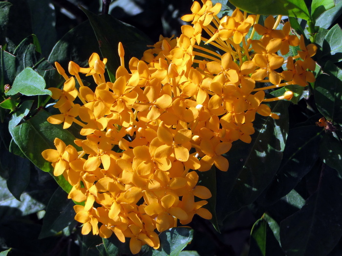 花朵，Ixora，黄色，异国情调，黄色花朵，水下，特写，海底