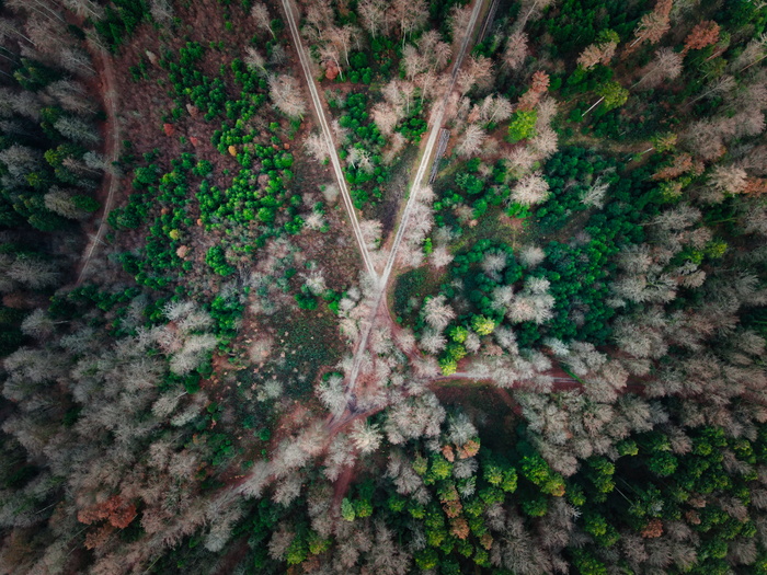 树间形成X的路径的航空摄影