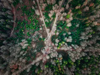树间形成X的路径的航空摄影