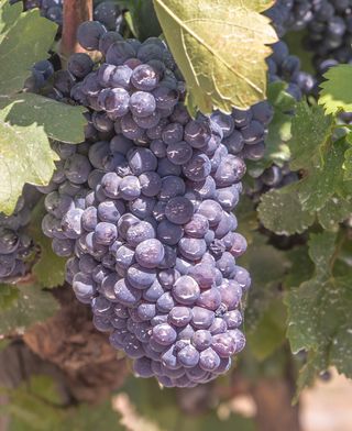 葡萄，藤，帕拉，葡萄园，收获，栽培，簇，叶