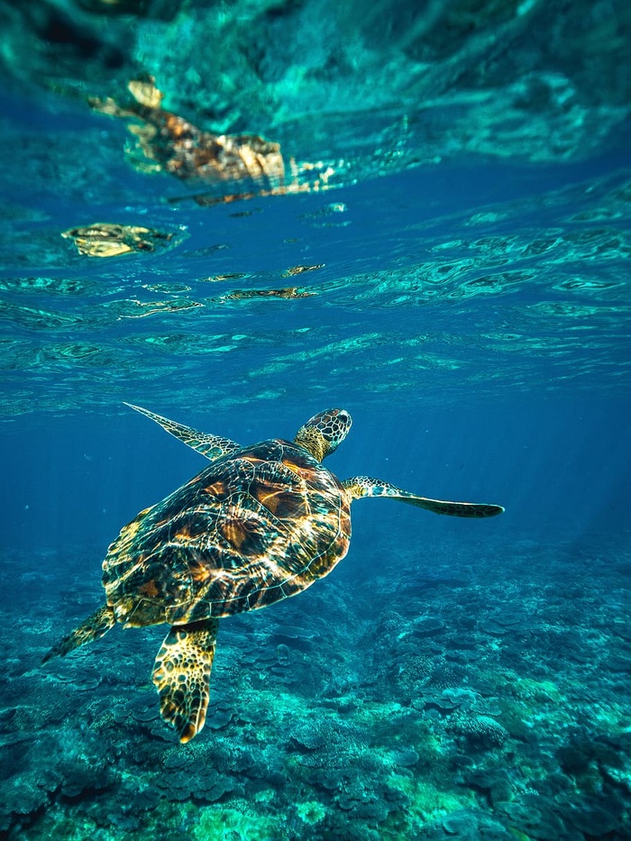 潜水，浮潜，海洋，鱼，海，水，深水，水下
