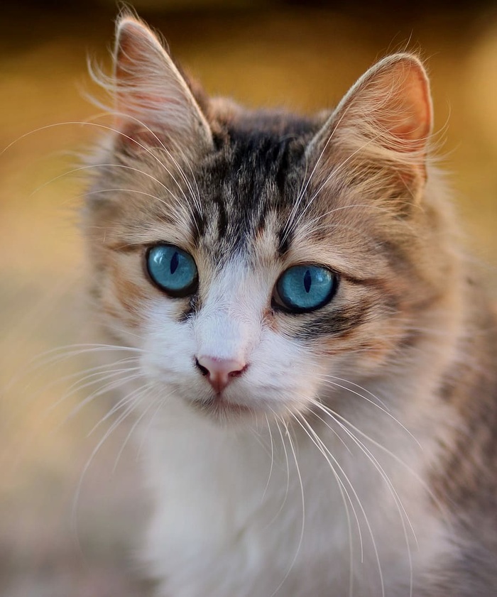 特写，照片，棕色，斑猫，猫，蓝眼睛，关于，宠物