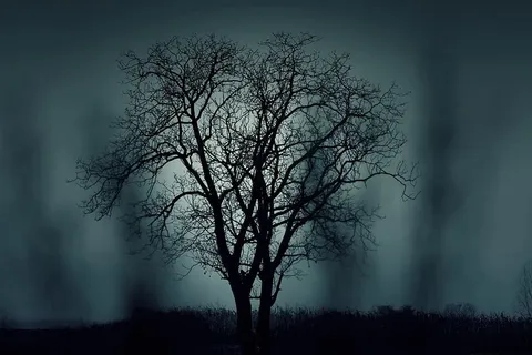 剪影,裸体,树,夜间,神秘,万圣节,黑色,深色 剪影,裸体,树,夜间,神秘,万圣节,黑色,深色