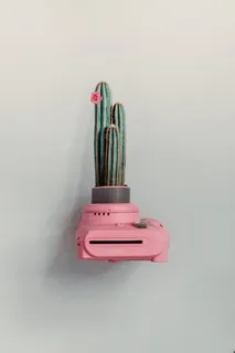 带有绿色仙人掌植物的粉色富士胶片即时相机花瓶