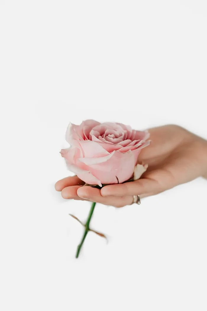 拿着一朵粉红色的玫瑰