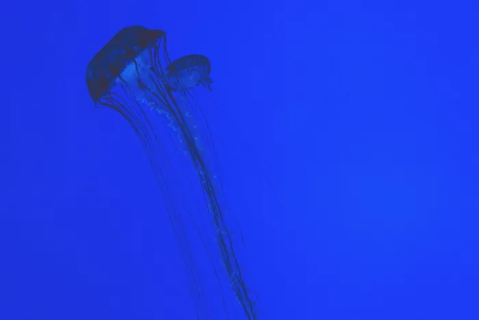 水母壁纸