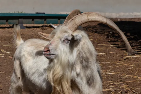 南非，suider paarl，fairview葡萄酒和奶酪，哺乳动物，动物，动物主题，牲畜，家畜