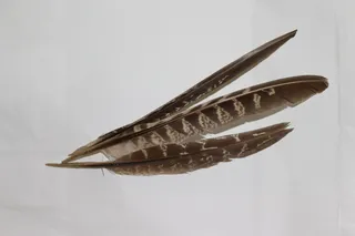 羽毛、鸟、动物、翅膀、装饰、无人、工作室拍摄、特写