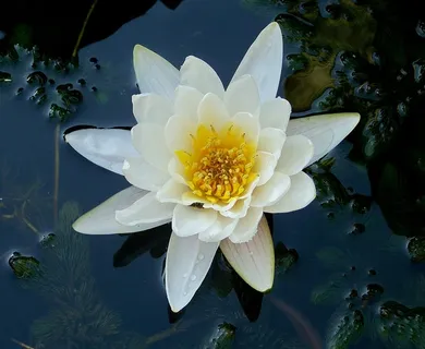 湖玫瑰,水生植物,白花,花,开花植物,植物,花瓣,花序 湖玫瑰,水生植物,白花,花,开花植物,植物,花瓣,花序