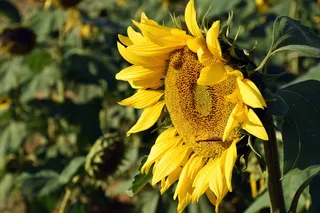 向日葵的颜色选择