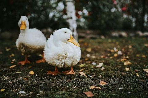 草地上的白鸭子