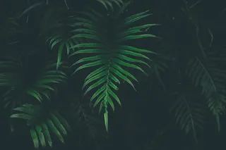 特写照片，绿色，叶子植物，叶子，植物，自然，模糊，黑暗