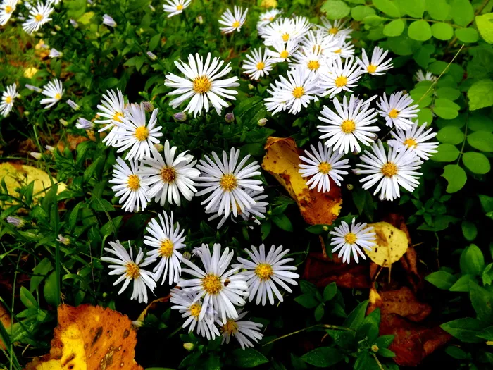 花，mov，星星，植物，白色，雏菊，草地，花园