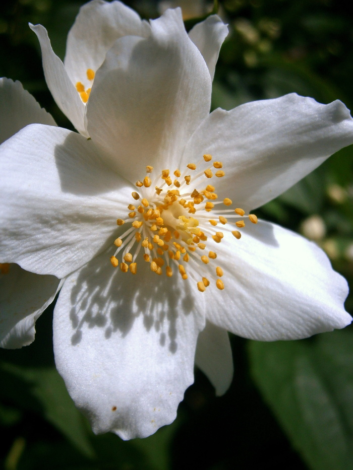 鲍尔茉莉，夏茉莉，假橙，茉莉，欧洲哨子灌木，淡色哨子灌木，philadelphus Coronal，温室绣球花