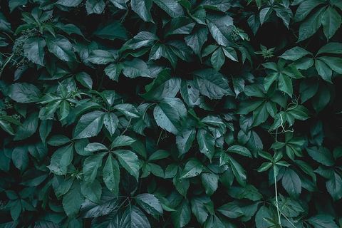 用绿叶做成的创意布局。平躺。自然背景