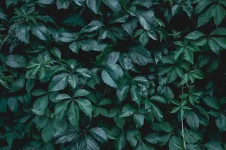 用绿叶做成的创意布局。平躺。自然背景