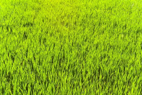 草,绿色,草叶,自然,普拉托,拉什,景观,大气 草,绿色,草叶,自然,普拉托,拉什,景观,大气