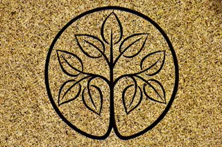 树，石墙，设计，结构，石头，墙，天然石头，图案