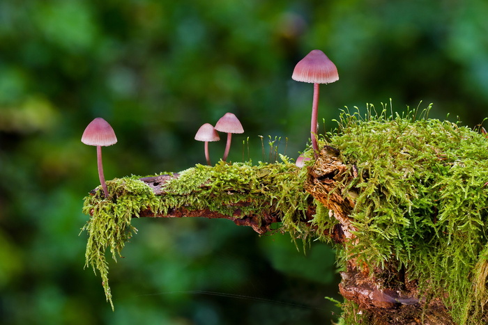 红色，蘑菇，树苔藓，蘑菇，苔藓，迷你蘑菇，海绵