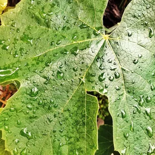 叶子,绿色,植物,露珠,滴水,水,绿色,植物,露珠 叶子,绿色,植物,露珠,滴水,水,绿色,植物,露珠