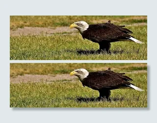 秃头，老鹰，地面，阿德勒，秃鹰，鸟，猛禽，秃鹰