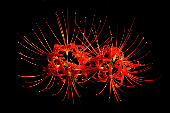 花，攀缘，植物，自然，攀缘，植物，森林，韩国，户外