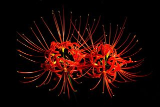 花，攀缘，植物，自然，攀缘，植物，森林，韩国，户外