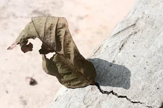 叶枯病委员会，干旱委员会，风干委员会，白天，自然，一人，军队，制服