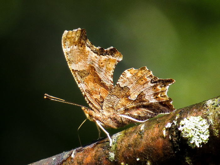 昆虫、东方逗号、polygonia、自然、蝴蝶、动物主题、动物、野生动物