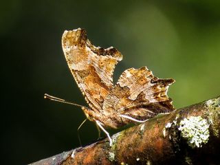 昆虫、东方逗号、polygonia、自然、蝴蝶、动物主题、动物、野生动物