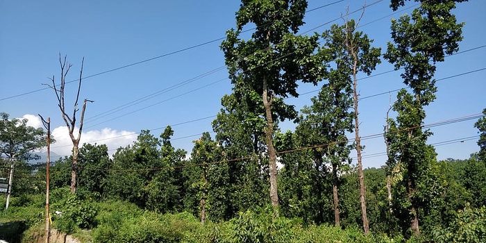 印度，蓬达，德赫拉敦镇-比多利-马洪路，树木，植物，电缆，绿色，天空
