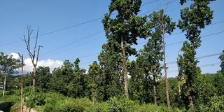 印度，蓬达，德赫拉敦镇-比多利-马洪路，树木，植物，电缆，绿色，天空