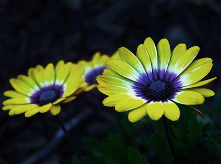 美丽,开花,开花,开花,模糊,植物,明亮,洋甘菊 美丽,开花,开花,开花,模糊,植物,明亮,洋甘菊