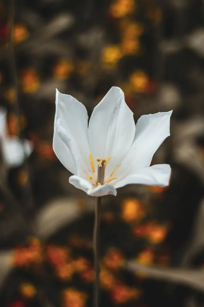 白色花瓣的花，花，人，人，人，番红花，植物，植物