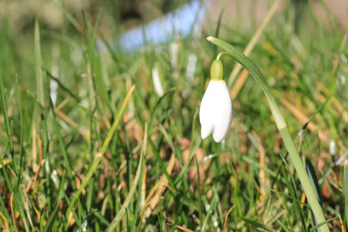 植物，花，花，石蒜科，草，春天，鸟，动物