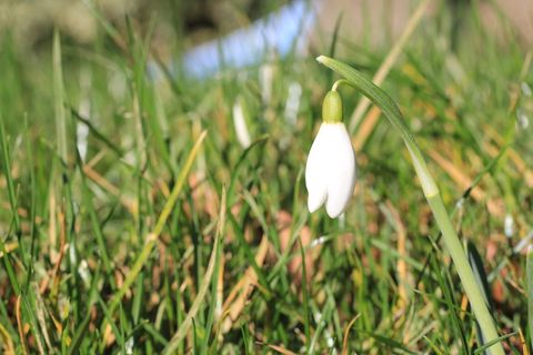 植物，花，花，石蒜科，草，春天，鸟，动物