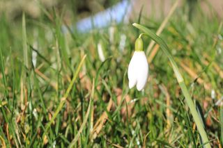 植物，花，花，石蒜科，草，春天，鸟，动物
