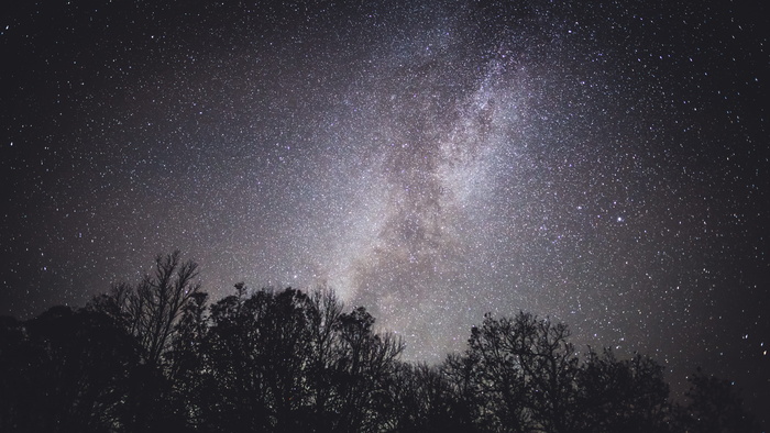 夜空下的树影