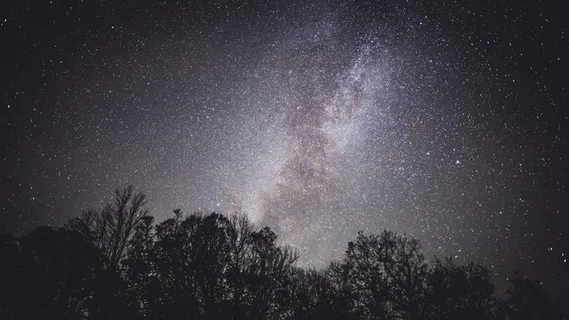 夜空下的树影 夜空下的树影