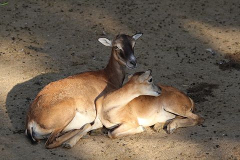 自然、哺乳动物、尾巴、小鹿、野生动物、动物、鹿、动物群