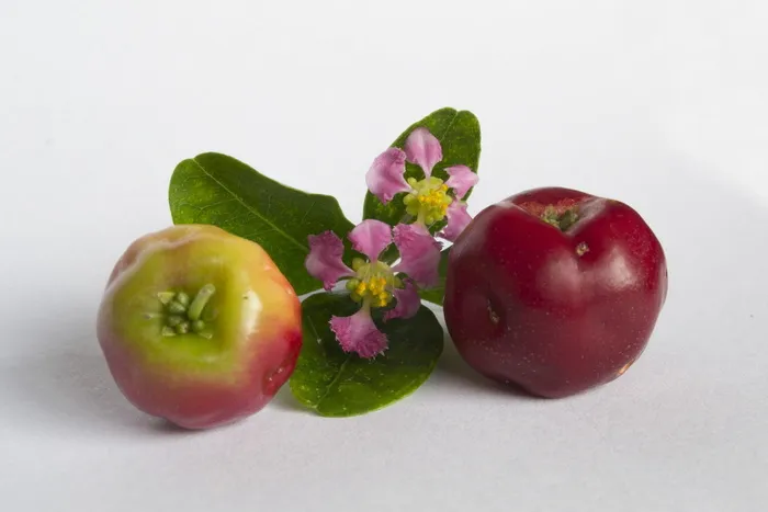 红色水果，水果，frutas，frutas vermelhas，verde，brasil，巴西acerolas，azerola