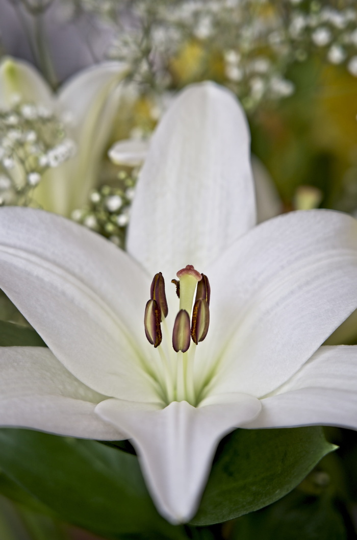 百合, 亚洲百合, 白, 花粉, 雌蕊, 雄蕊, 花药, 花
