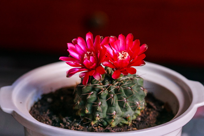 白色陶瓷花盆中的红花仙人掌