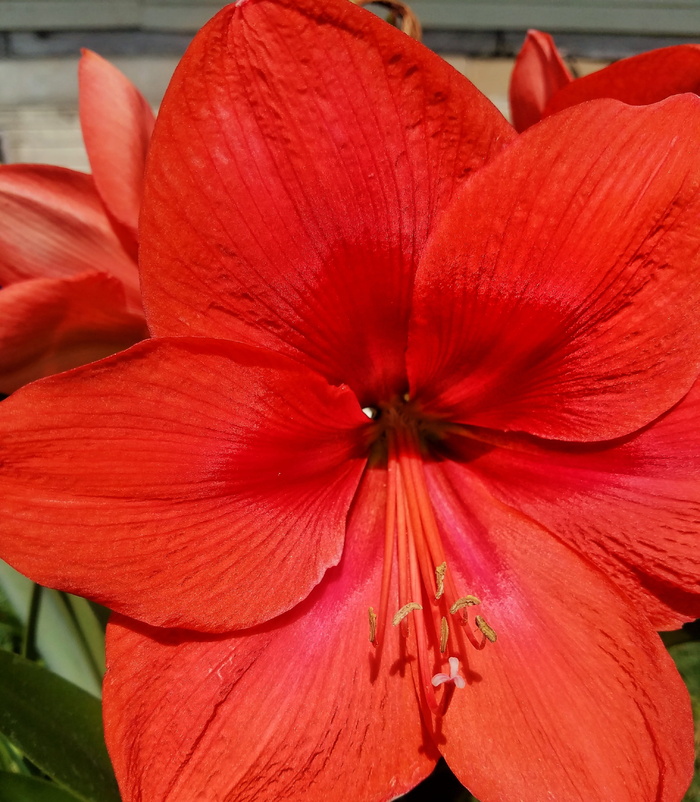 红色，花朵，宏观，室外，树叶，开花植物，花瓣，新鲜度