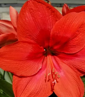 红色,花朵,宏观,室外,树叶,开花植物,花瓣,新鲜度 红色,花朵,宏观,室外,树叶,开花植物,花瓣,新鲜度